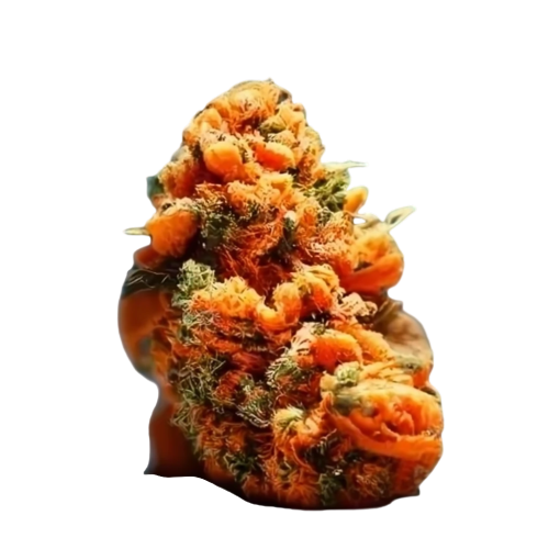 Orange Noyes Kush